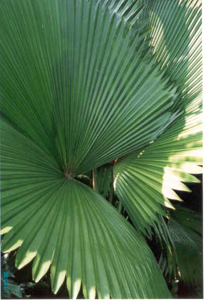 palmblad.jpg