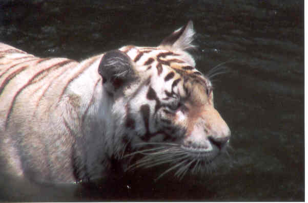 wittetijger.jpg